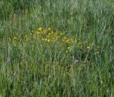 Ranunculus acris