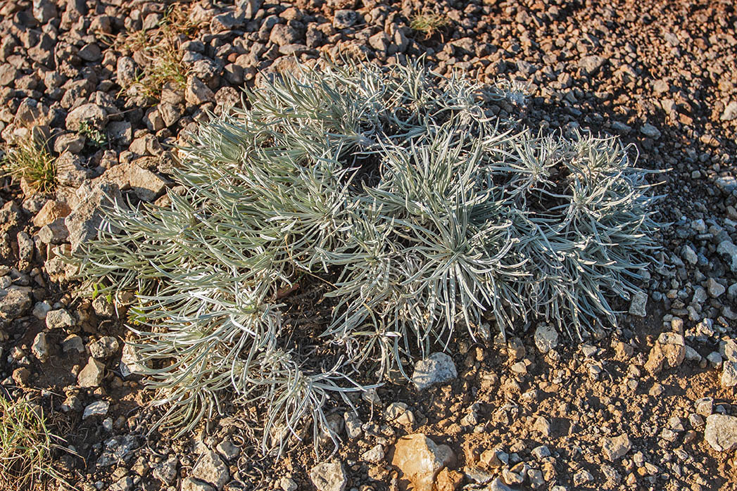 Изображение особи Onosma polyphylla.