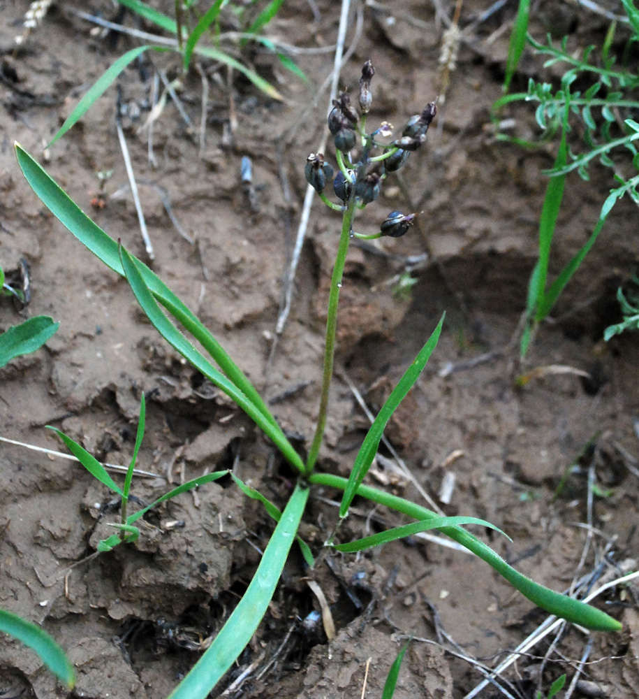 Image of Bellevalia turkestanica specimen.