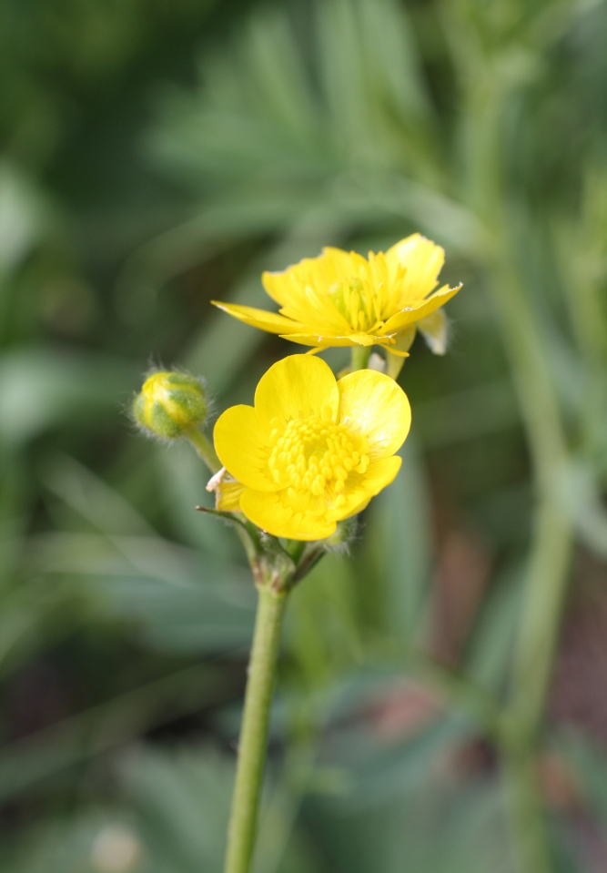 Image of Ranunculus georgicus specimen.