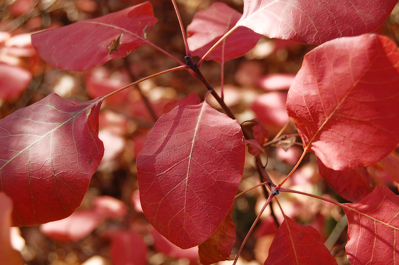 Image of Cotinus coggygria specimen.