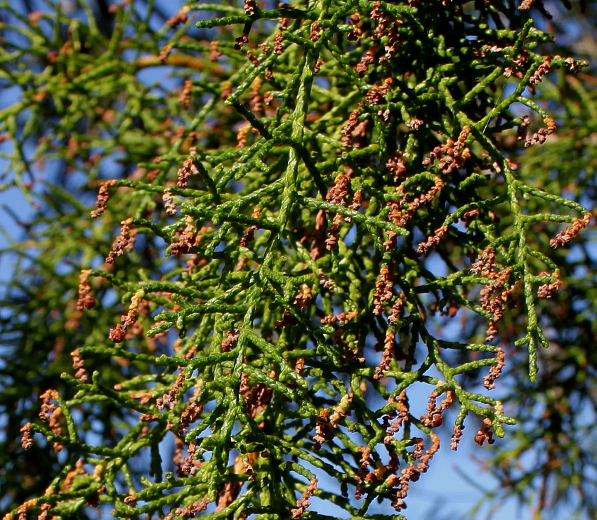 Изображение особи Lagarostrobos franklinii.