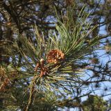 Pinus pallasiana. Верхушка ветви с микростробилами и раскрывшейся шишкой. Краснодарский край, окр. г. Крымск, территория ОСС. 26.10.2013.