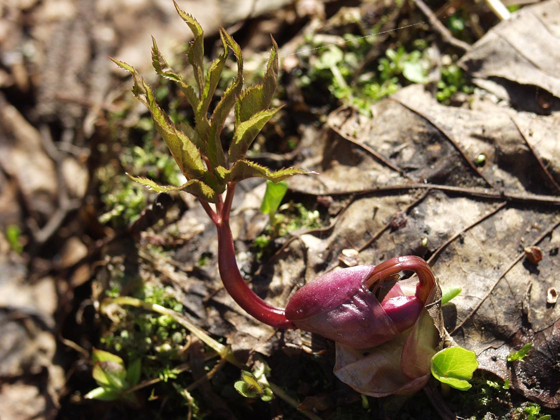 Image of Aegopodium podagraria specimen.