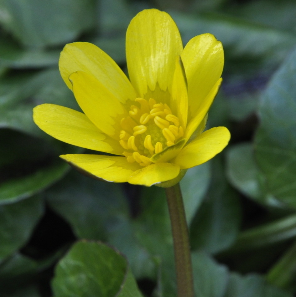 Image of Ficaria calthifolia specimen.