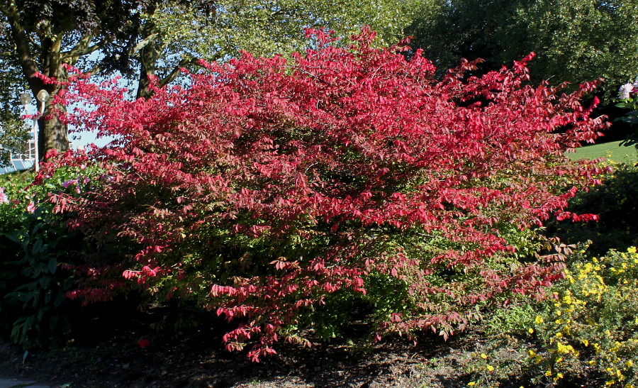 Image of Euonymus alatus specimen.