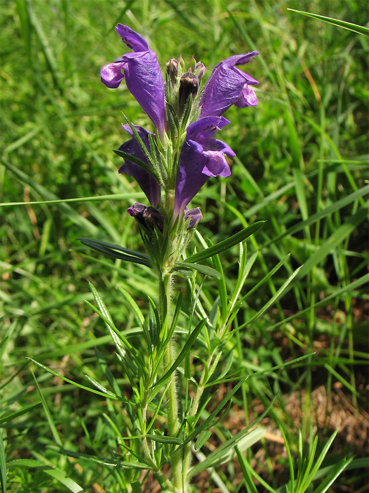 Изображение особи Dracocephalum austriacum.