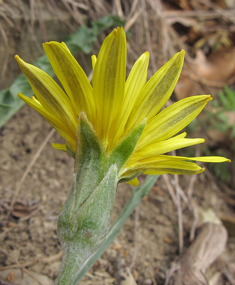 Image of Scorzonera turkeviczii specimen.