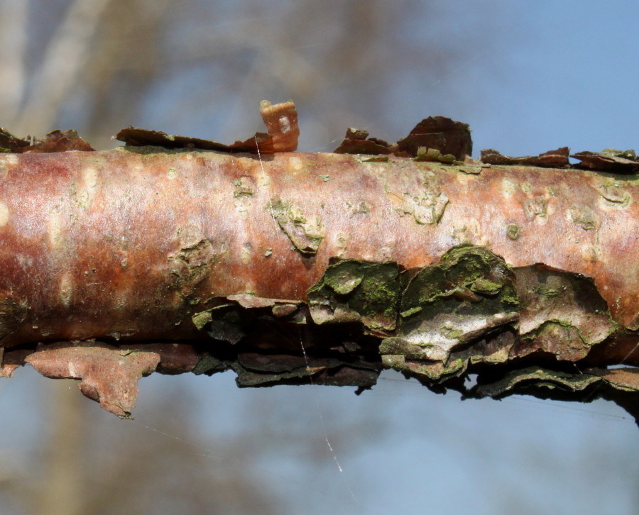 Image of Betula dauurica specimen.