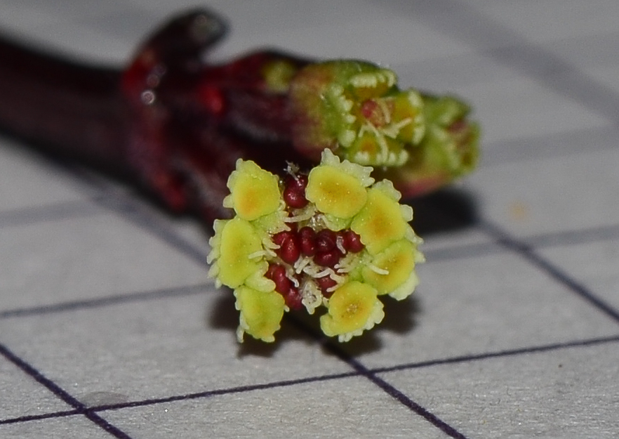 Image of Euphorbia cotinifolia specimen.