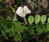 Vicia grandiflora. Часть побега с цветком. Словения, окр. дер. Сочерга (Sočerga), опушка широколиственного леса. 09.05.2014.