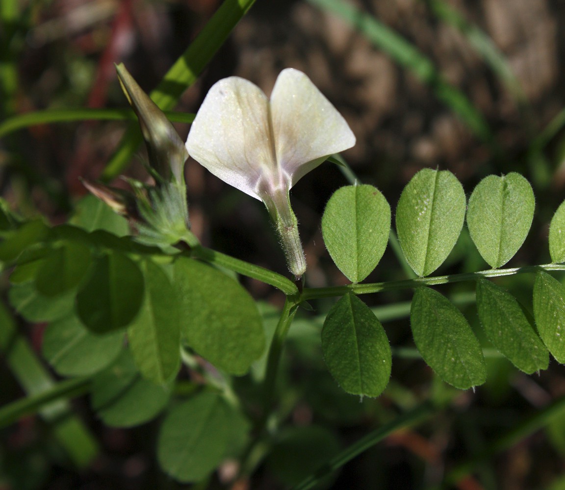 Изображение особи Vicia grandiflora.