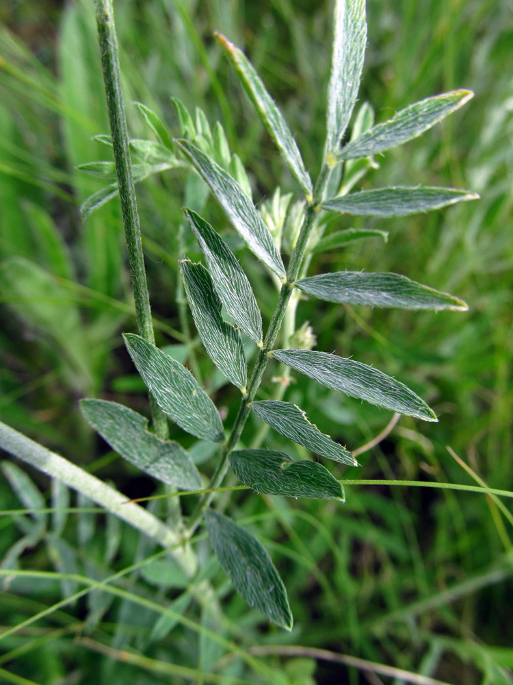 Image of Astragalus varius specimen.
