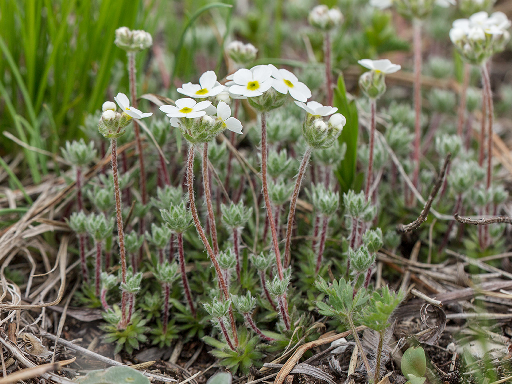 Изображение особи Androsace barbulata.