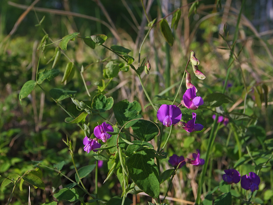 Изображение особи Lathyrus humilis.