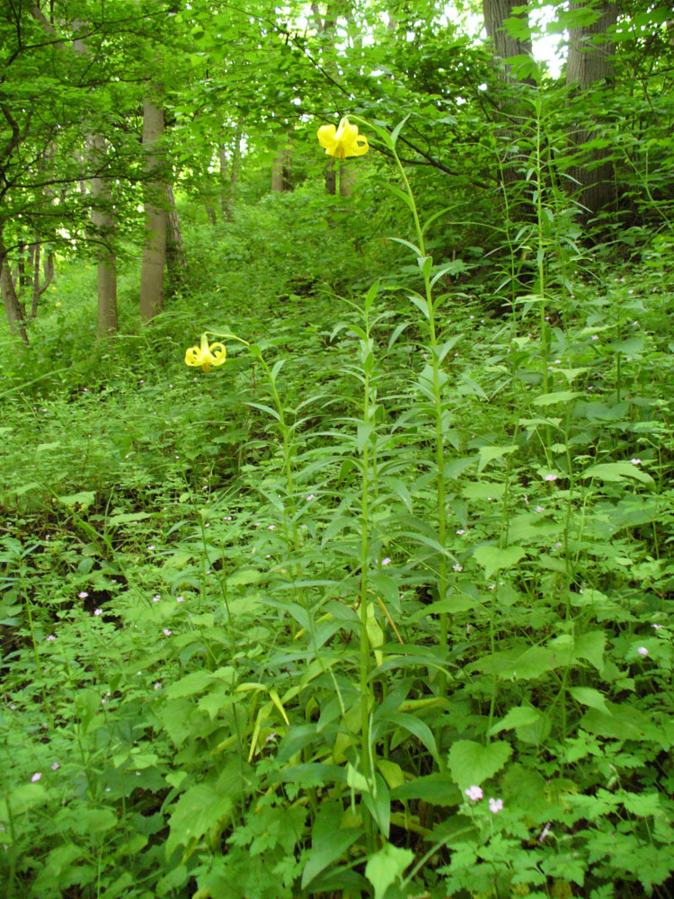 Image of Lilium monadelphum specimen.