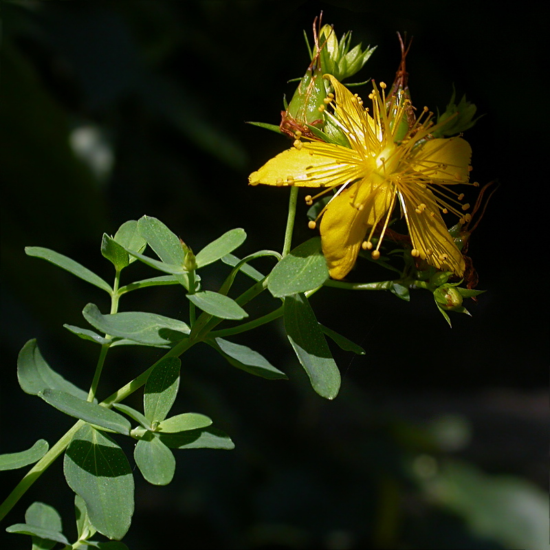 Image of Hypericum perforatum specimen.