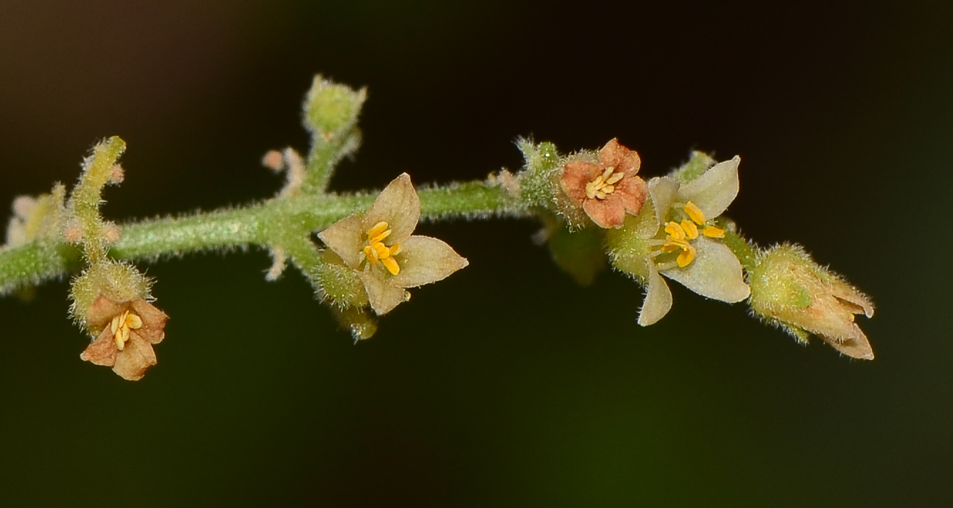 Image of Bursera hindsiana specimen.