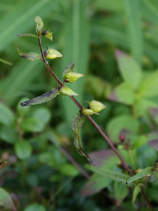 Image of Melampyrum pratense specimen.