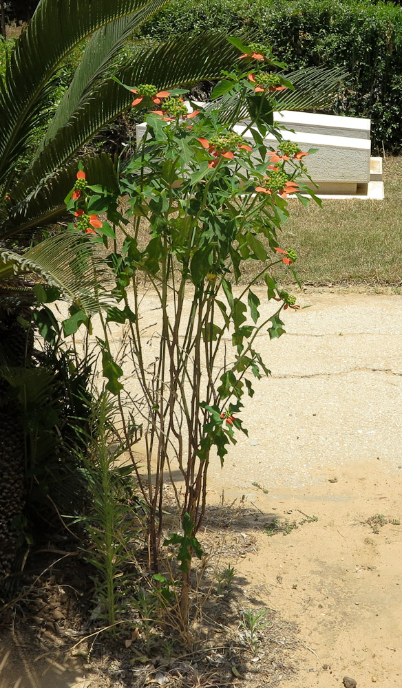 Image of Euphorbia cyathophora specimen.