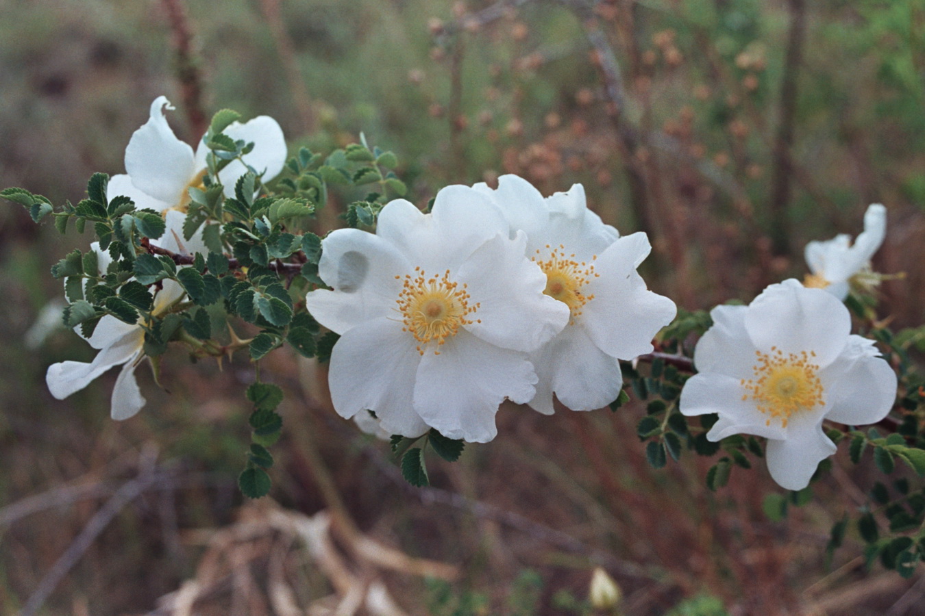 Image of Rosa fedtschenkoana specimen.
