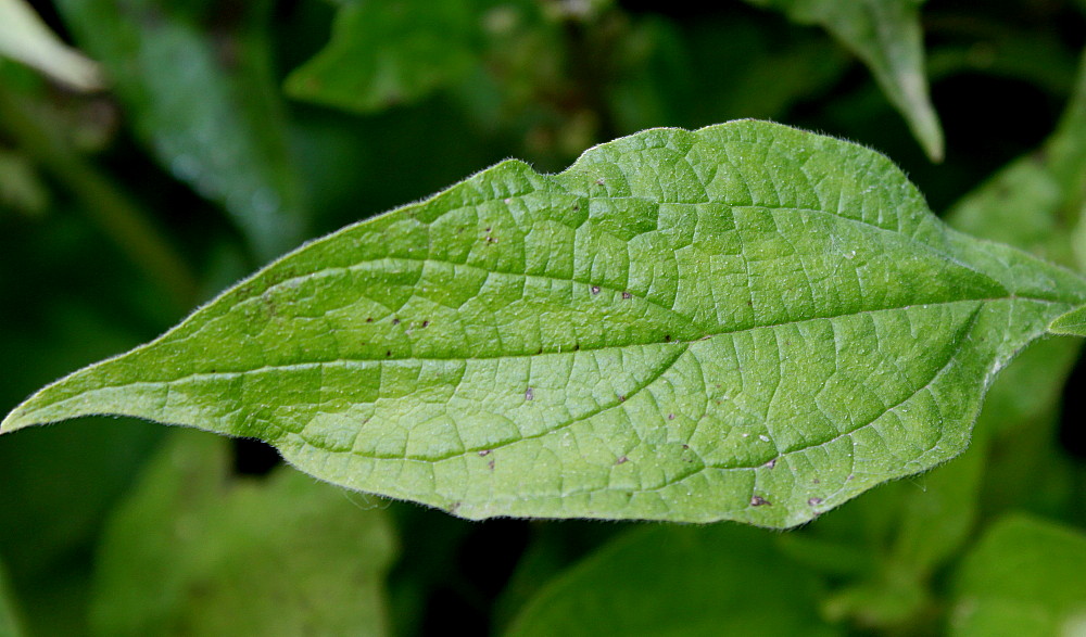 Изображение особи Parietaria officinalis.