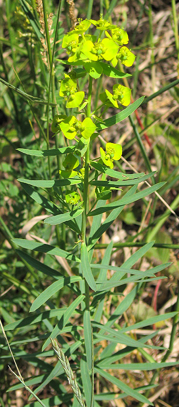 Изображение особи Euphorbia virgata.