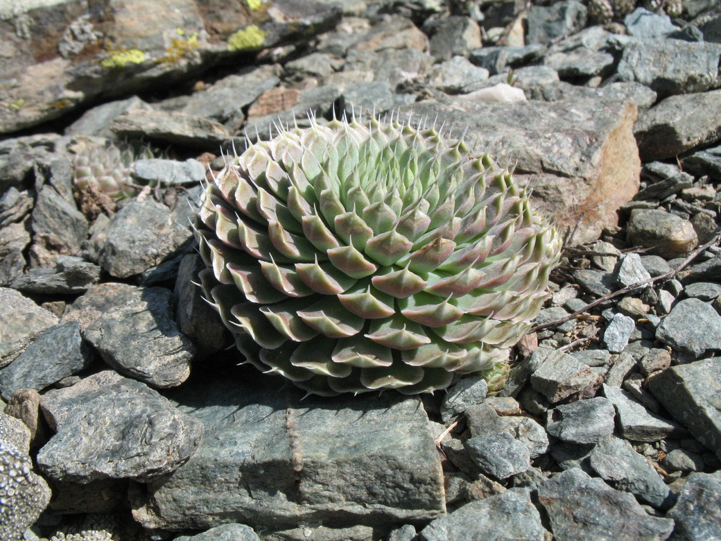 Изображение особи Orostachys spinosa.