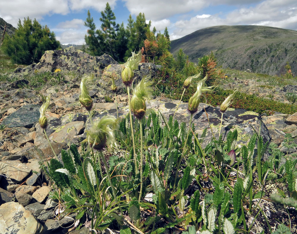 Image of Dryas oxyodonta specimen.