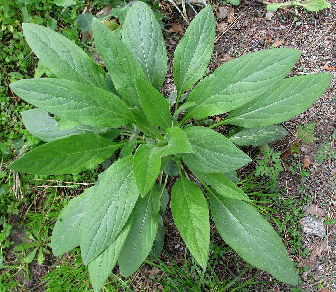 Изображение особи Cynoglossum officinale.