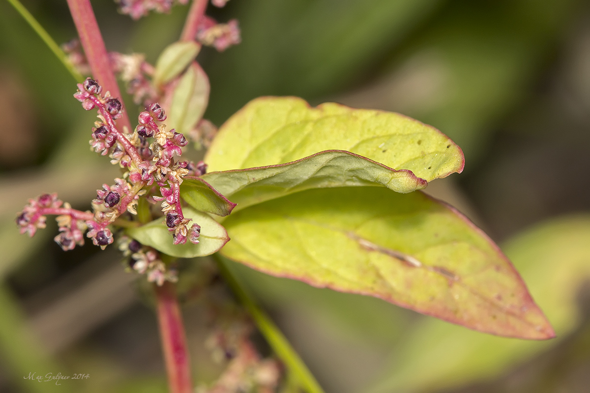 Изображение особи Lipandra polysperma.