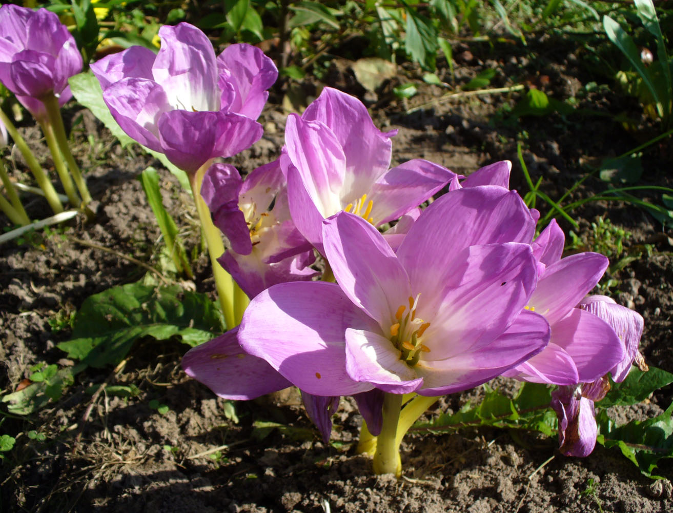 Изображение особи Colchicum speciosum.