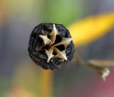 Platycodon grandiflorus