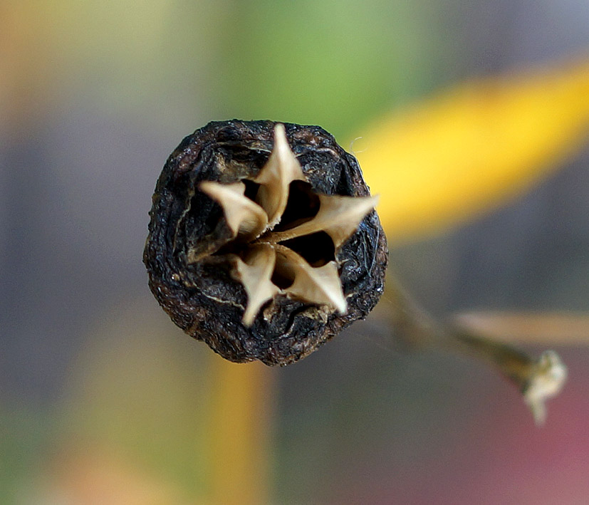 Изображение особи Platycodon grandiflorus.