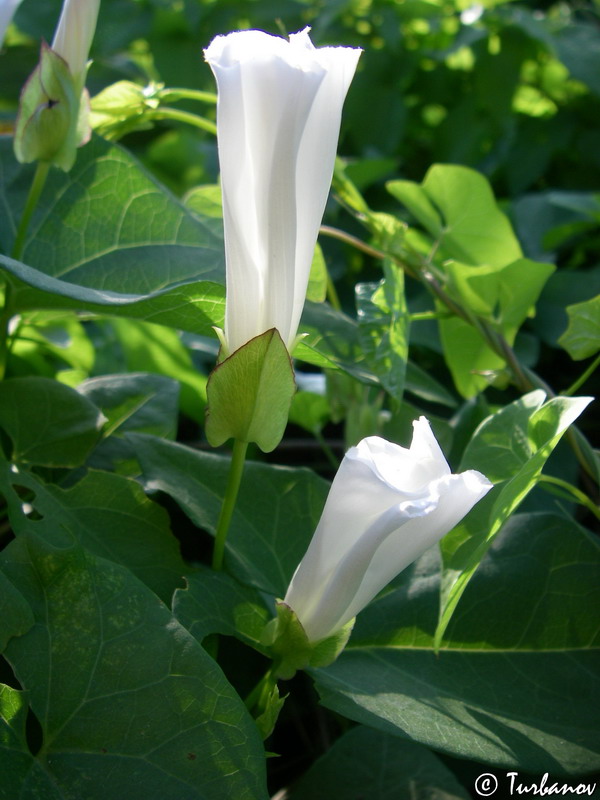 Изображение особи Calystegia sepium.