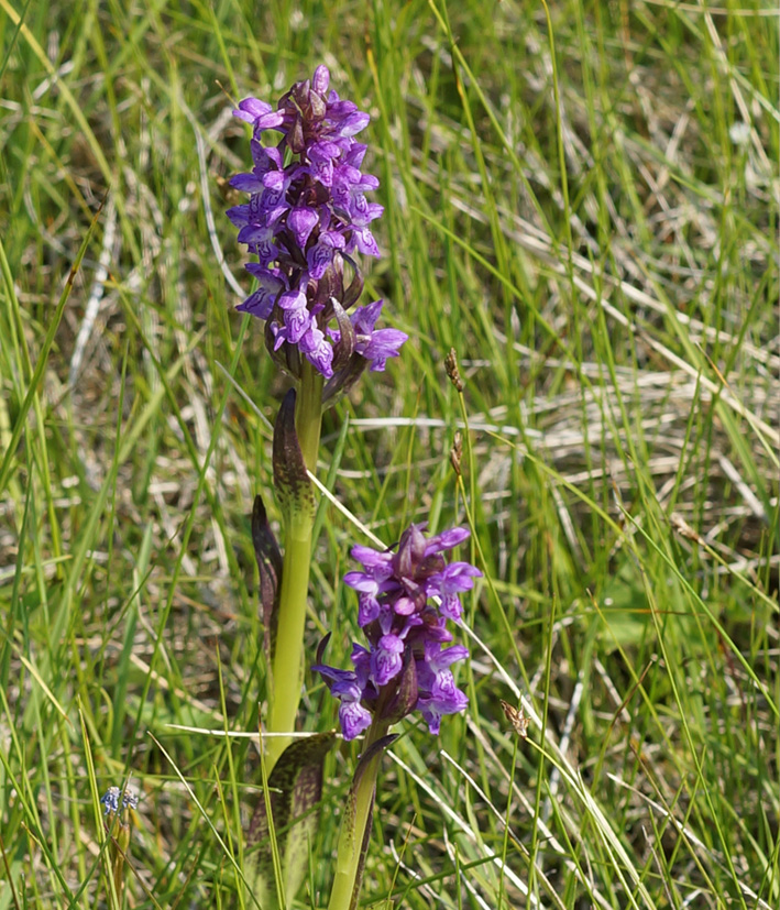 Изображение особи Dactylorhiza incarnata.