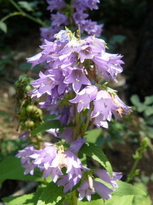 Image of Campanula ruthenica specimen.