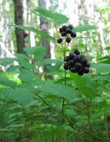 Actaea spicata