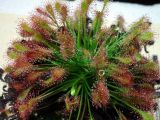 Drosera anglica