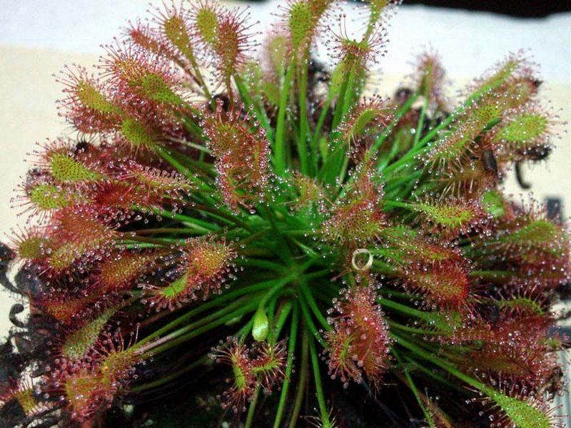 Изображение особи Drosera anglica.