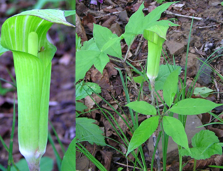 Изображение особи Arisaema peninsulae.