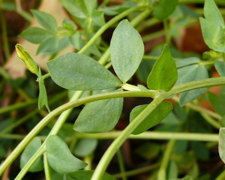 Image of Lotus corniculatus specimen.