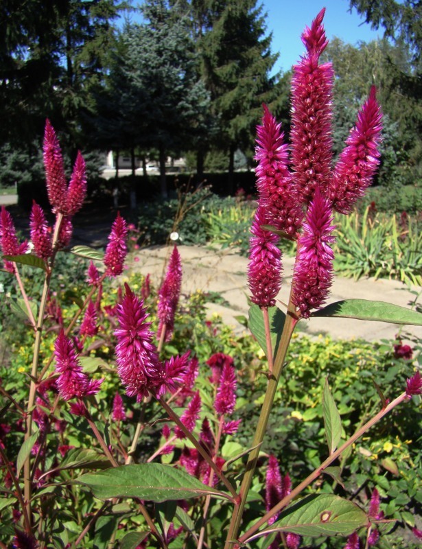 Изображение особи Celosia argentea.
