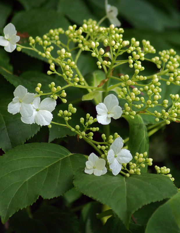 Image of Hydrangea petiolaris specimen.