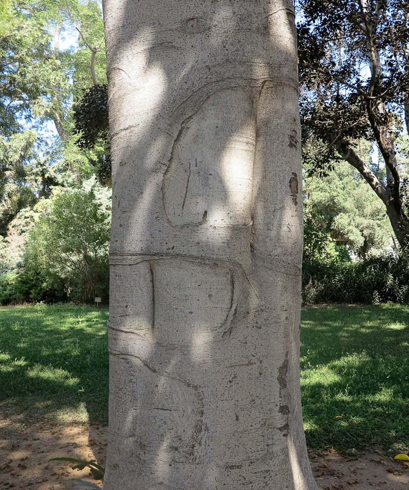 Image of Ficus saussureana specimen.