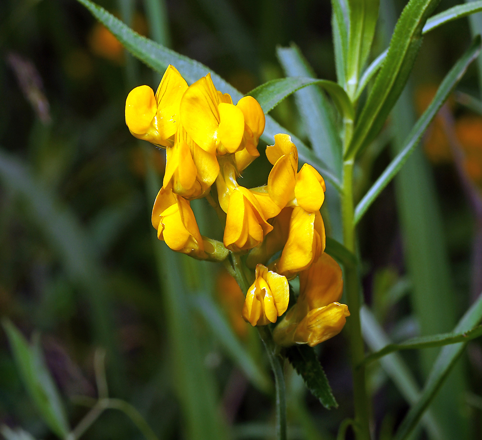 Изображение особи Lathyrus pratensis.