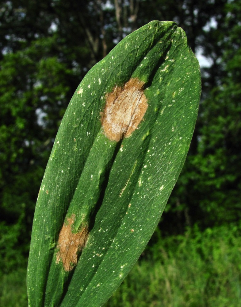 Image of Lathyrus hirsutus specimen.