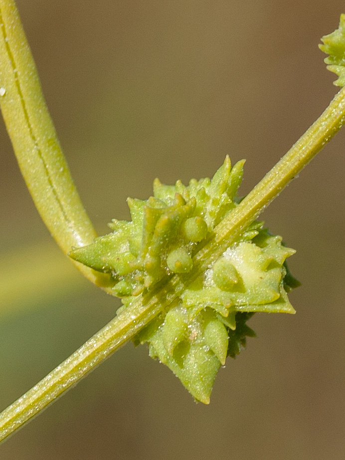 Изображение особи Atriplex littoralis.