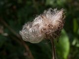 Cirsium heterophyllum