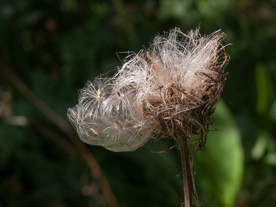 Изображение особи Cirsium heterophyllum.